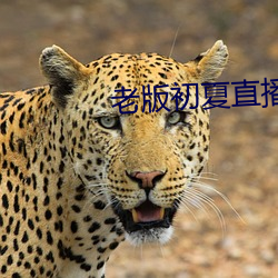 老版初夏直播