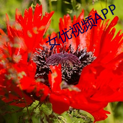 女优(yōu)视频APP
