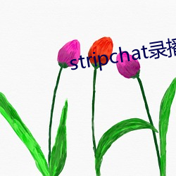 stripchat录播网站 （虚构）