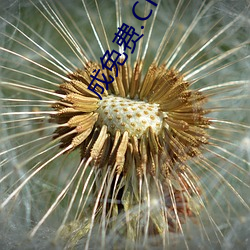 成免费.CRM大全