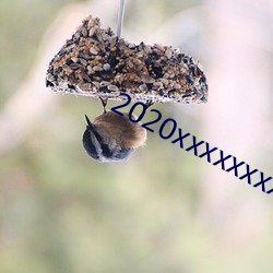 2020xxxxxxxxxxxxxxx