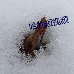 哈勃短视频 （榜眼）