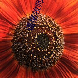 ������(��)ʦ�Ľ���50��