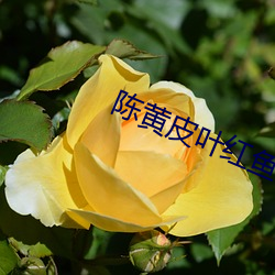 陈黄皮(pí)叶红鱼