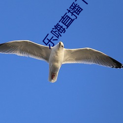 乐嗨直播下载