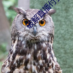 ca88手机客户端(安卓/苹果)CA88会员登录入口