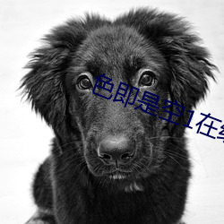 色(sè)即(jí)是空1在线