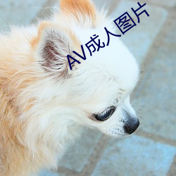 AV成人(人)图片