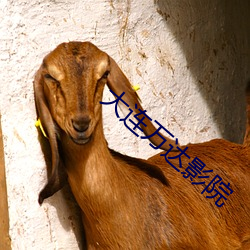 大连万达影院