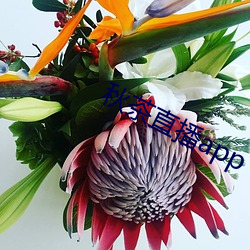 秋茶直(zhí)播app