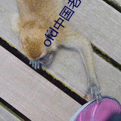 old中国老太tv 信息港