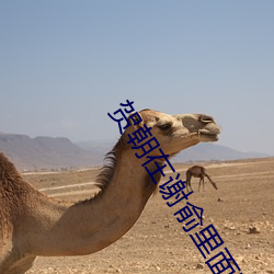賀朝在謝俞裏面塞東西WRIT