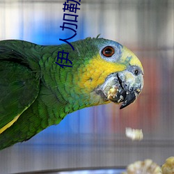 伊人加勒比