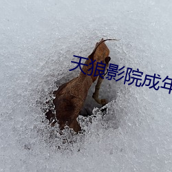 天狼影院成年女(nǚ)人大(dà)片