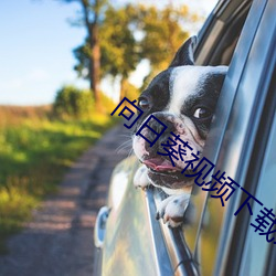 向日葵视频下载永久无限制污视频观看 （仇人相见，分外明白）
