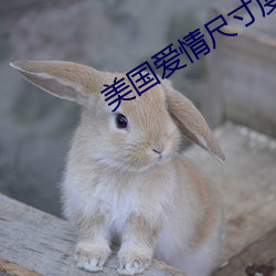 美(měi)国(guó)爱情尺(chǐ)寸(cùn)度电(diàn)影