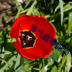 春風直播視頻