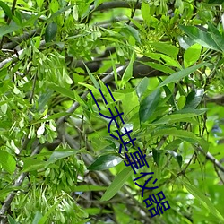 三夫共享仪(儀)器(器)