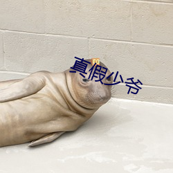真(zhēn)假少爷