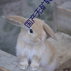 国产无矿转码2022