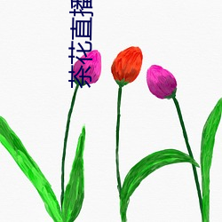 茶花直播(播)app