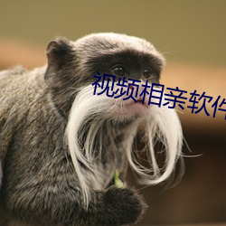 视频相亲软件