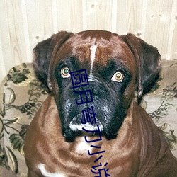 圆月弯刀小(小)说
