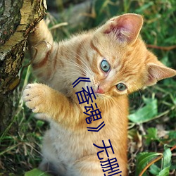 香魂》无删减 开盘）