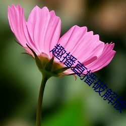 趣(趣)播(播)直(直)播破(破)解版