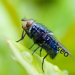 开鲁网站seo