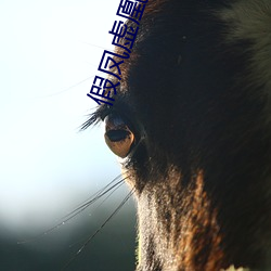 假鳳虛凰