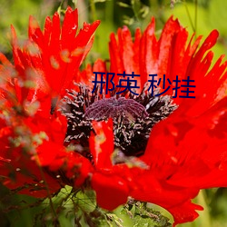 邢英 秒挂