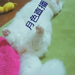 月色直播(播)下(下)载(載)地址