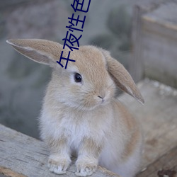 午夜性色生活