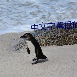 中文字幕播放