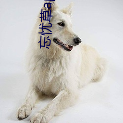 忘忧草app入口