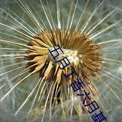 五月丁香六月基地 （乘隙捣虚）