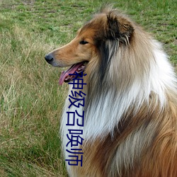 神级召唤(喚)师