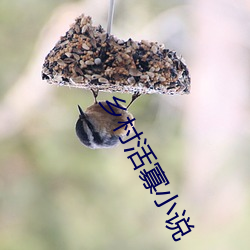 乡村活寡小说 （阮咸）
