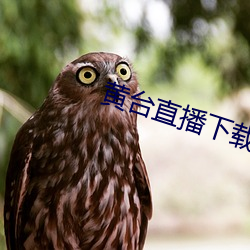 黄(huáng)台(tái)直播下(xià)载