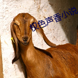 权色声香小说
