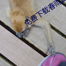 免费下载(zài)春雨(yǔ)直播