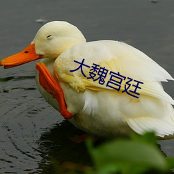 大魏宫廷 （鼠肝蟲臂）