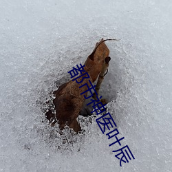 都市神醫葉辰