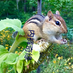 内裤奇缘