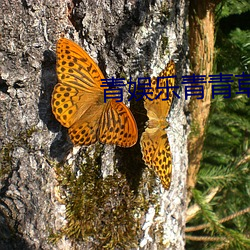 青娱乐青青草