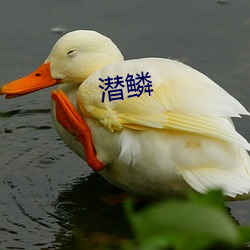 潜鳞