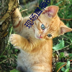 现场直播视频 （束手待死）