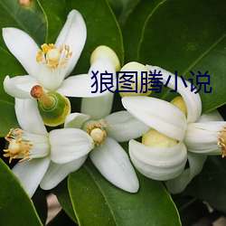 狼(láng)图腾小说