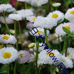 日本 yellow 网站